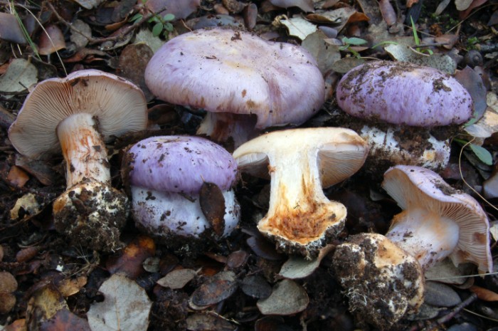Cortinarius secc. Caerulescentes